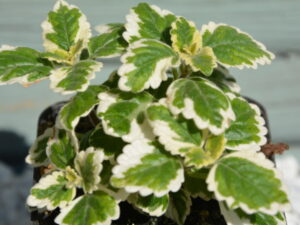 Komarzyca jasna plektrantus odstrasza komary duża donica AMPEL