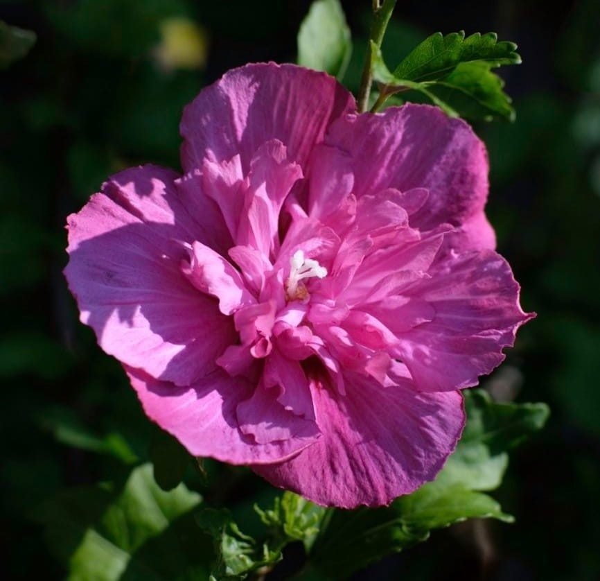 Hibiskus Magenta Chiffon różowy – Ketmia syryjska