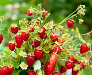 Poziomka Rugia duża sadzonka P9