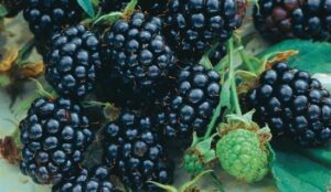 Jeżyna bezkolcowa Polar sadzonka P9