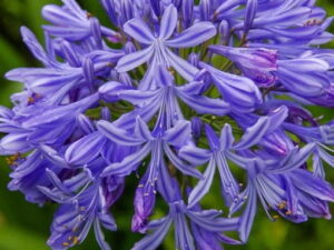 Agapant afrykański Brilliant Blue sadzonka P9 lilia afrykańska od 28.07.2025