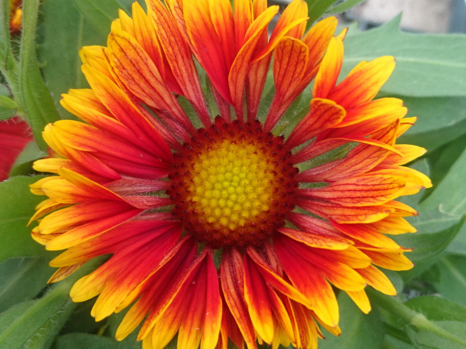 Gailardia oścista 'Spintop Copper Sun’ Gaillardia x grandifloraP9