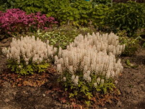 Tiarella Spring Symphony sadzonka P9 jasnoróżowa od 12.05.2025r.