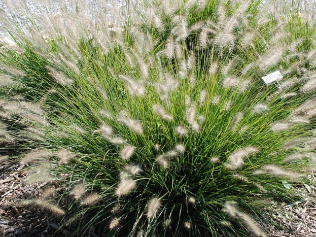 Rozplenica japońska – Pennisetum 'Hameln’ sadzonka  P9 trawa ozdobna