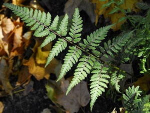 Wietlica japońska Red Beauty paproć P9