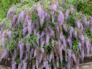 Budleja 'Wisteria Lane' motyli krzew sadzonka P9 fioletowy od 14.07.2025