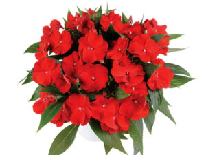 Niecierpek Harmony Bold Red sadzonka P11 czerwony kwiat na balkon