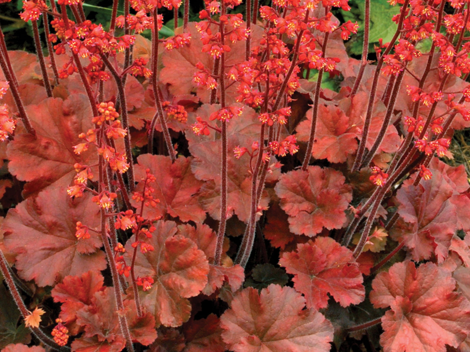 Żurawka – Heuchera Cherry Cola P9 czerwono-brązowa