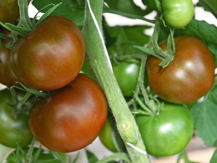 Pomidor koktajlowy ciemny