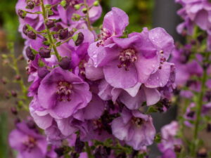 Dziewanna 'Sugar Plum' ciemnofioletowa duża sadzonka C2