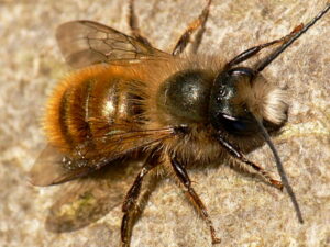 Pszczoła Murarka Ogrodowa kokony 25 szt zapylanie roślin