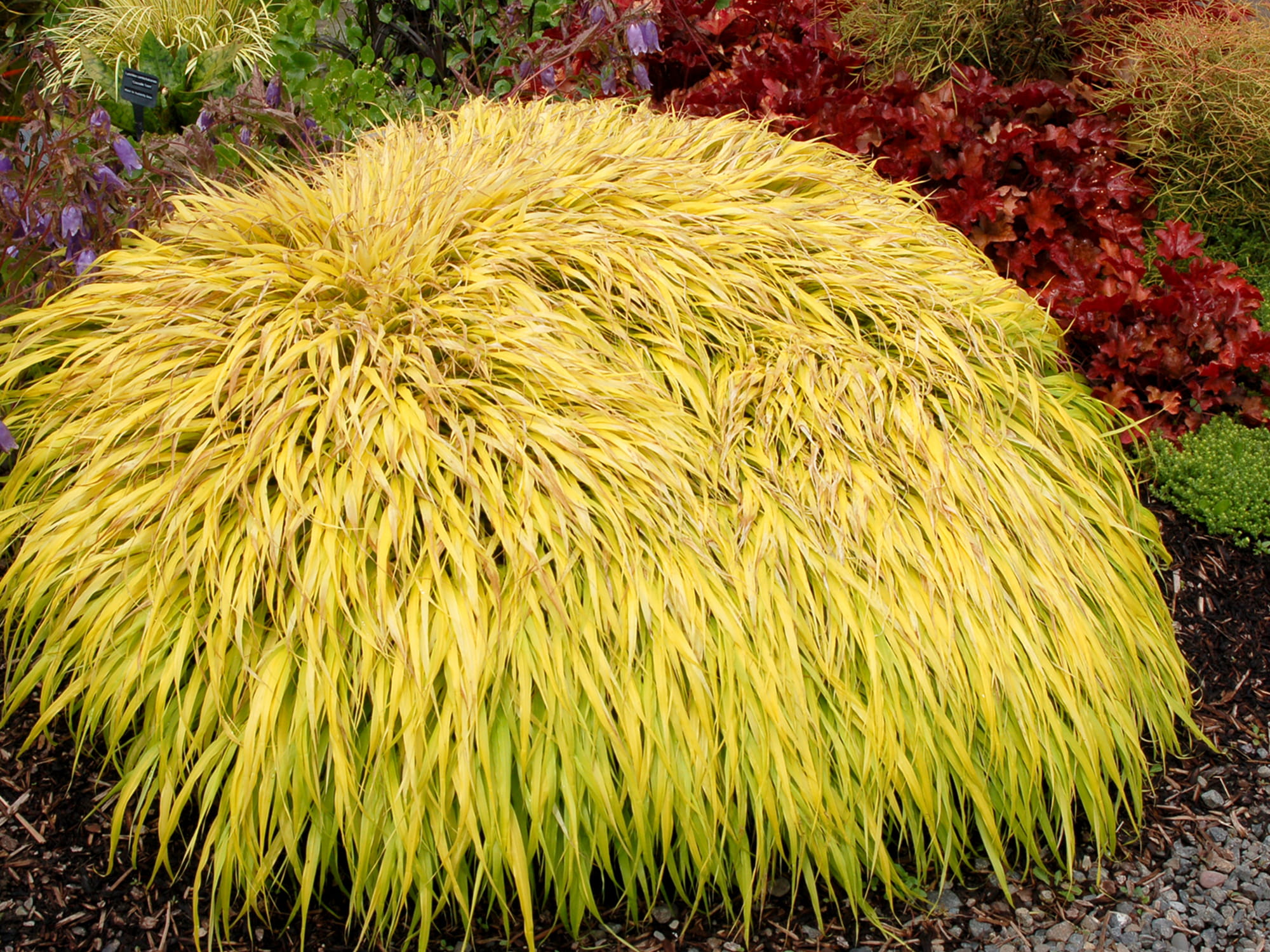 Hakonechloa Trawa bambusowa żółta All Gold P9