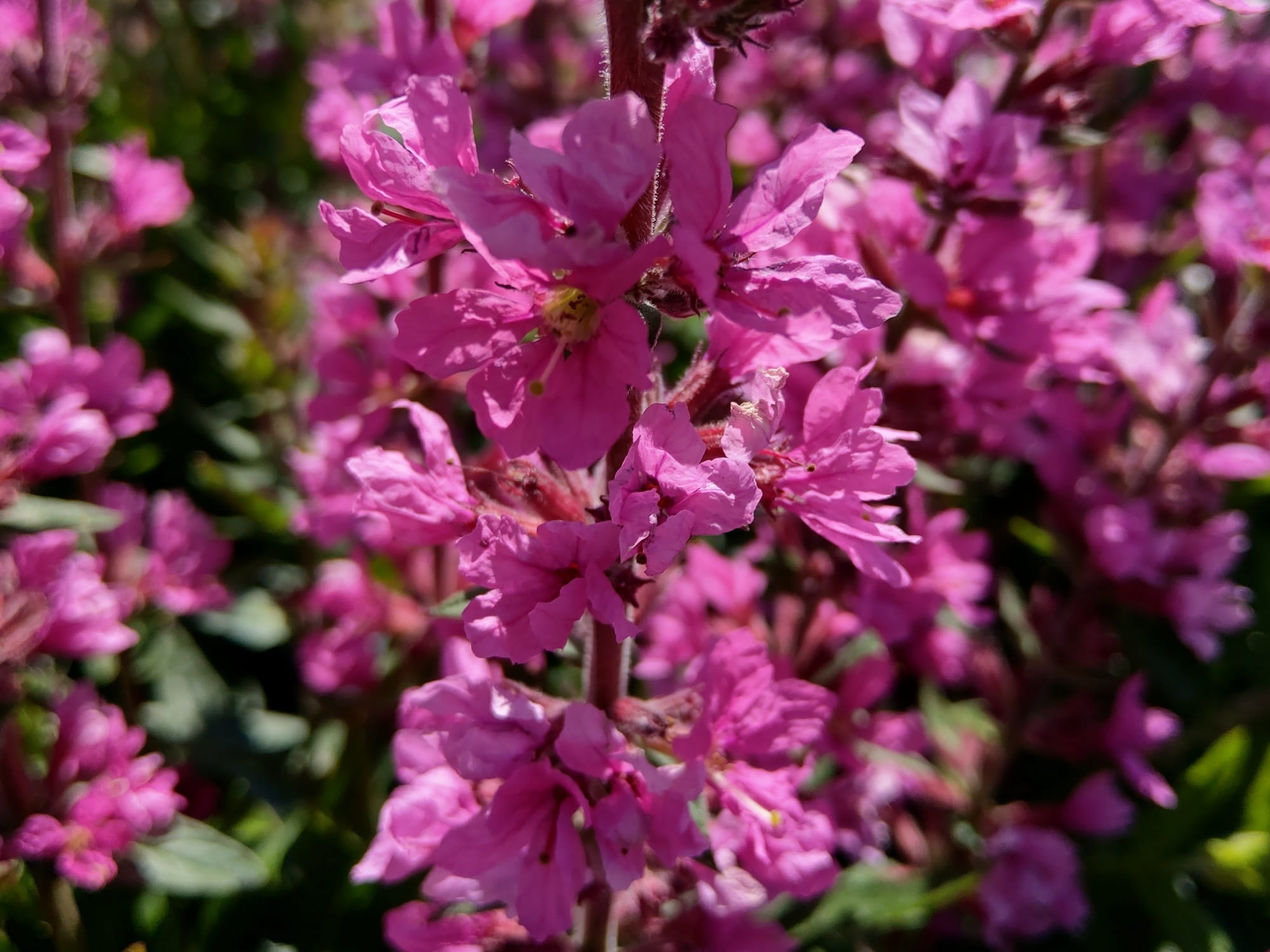 Krwawnica – Lythrum ’ Pink Blush’ różowa P9 sadzonka