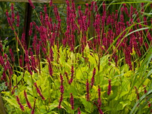 Rdest himalajski Golden Arrow ozdobne liście i kwiaty sadzonka P9