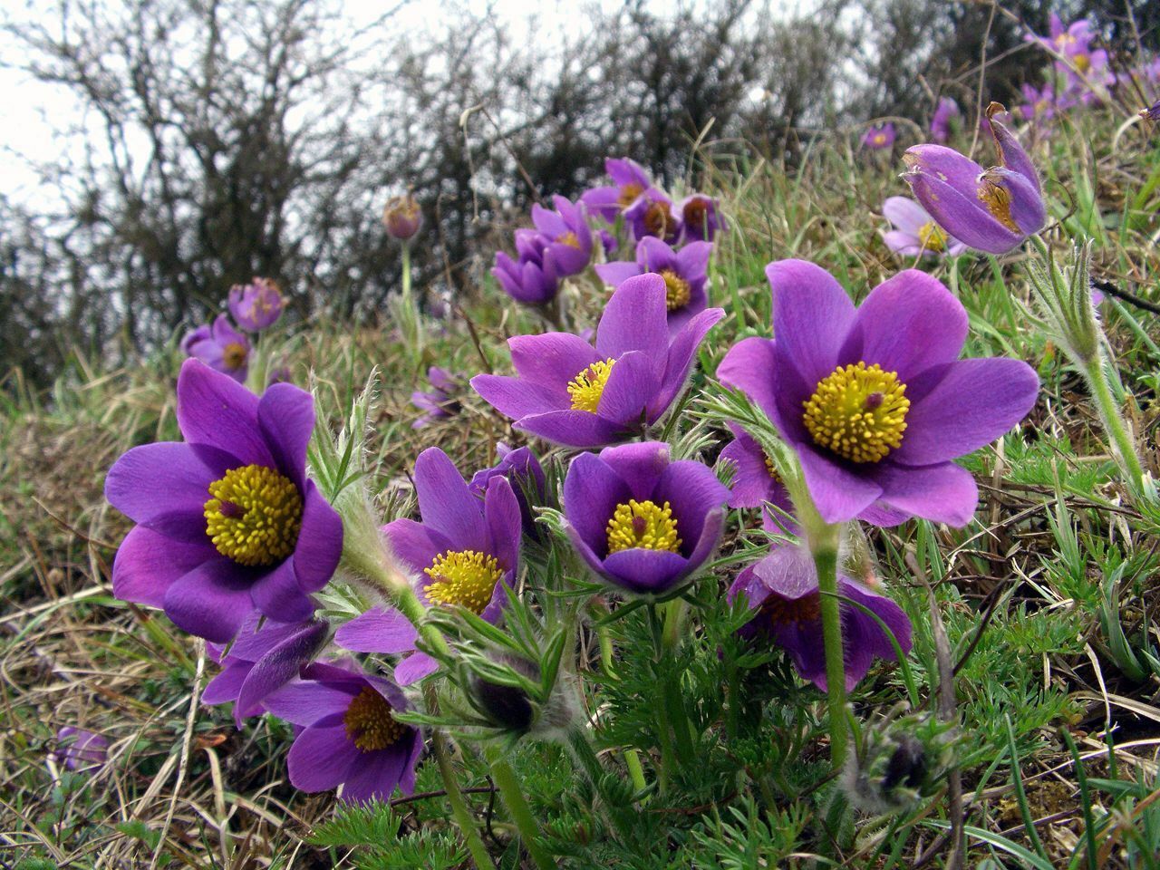 Sasanka Pulsar Violet Shades sadzonka P9 fioletowa