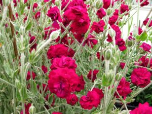 Firletka kwiecista 'Gardeners World' sadzonka P9 ciemnoróżowa od 28.07.2025