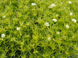 Karmnik ościsty 'Lime Moss' bylina okrywowa P9