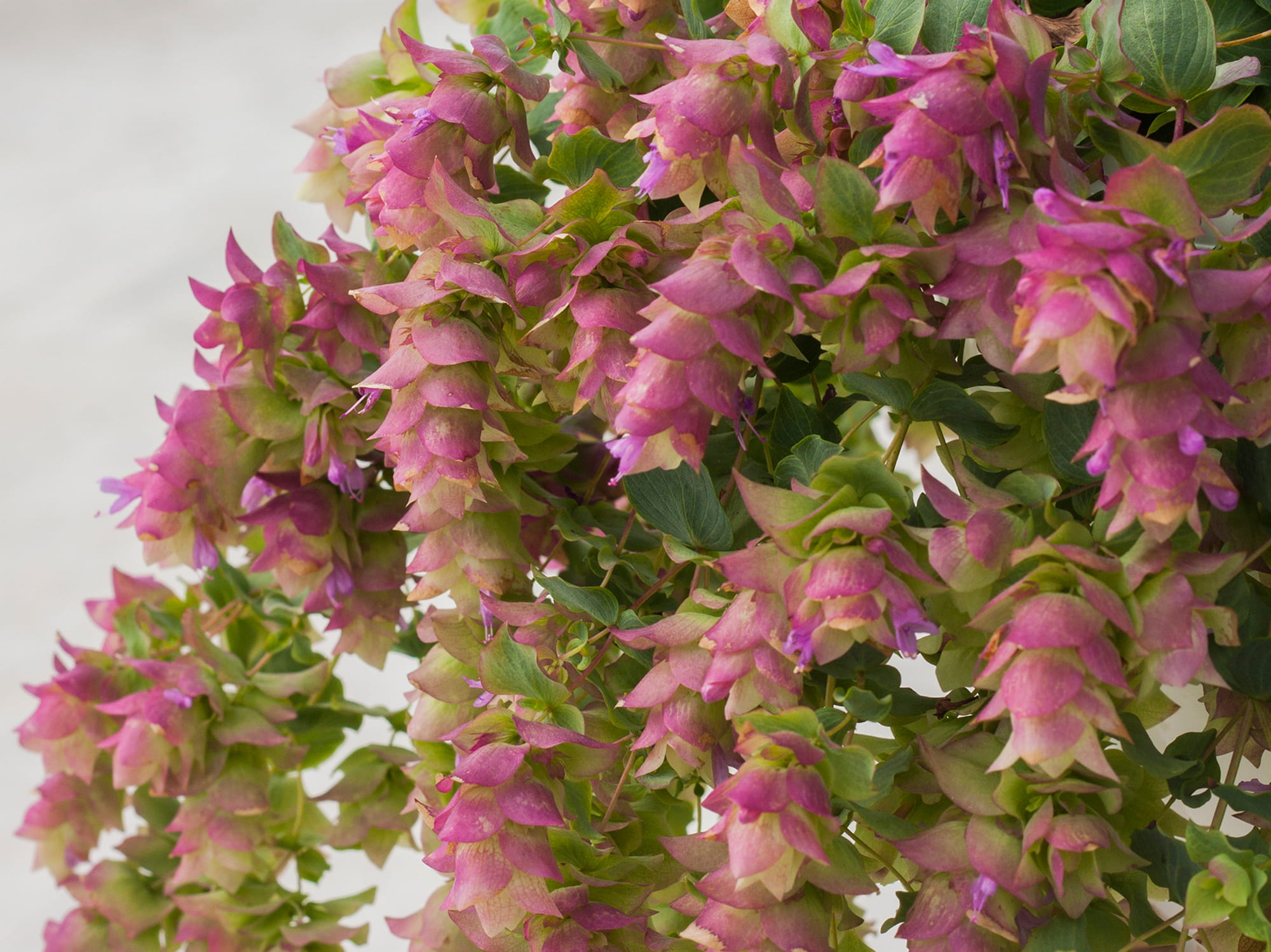 Lebiodka okrągłolistna – Origanum ’ Bellissimo’  ozdobne oregano P9