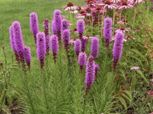 Liatra kłosowa Kobold sadzonka P9 różowa