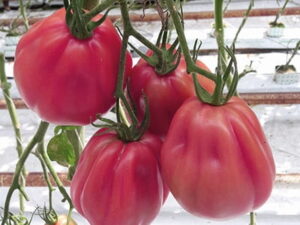 Pomidor czerwony sakiewkowy