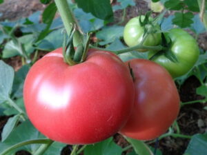 Pomidor malinowy owoc