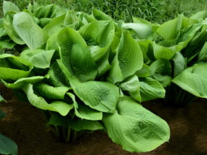 Funkia Sum & Substance duża jasnozielone liście P9