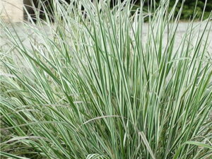 Trzcinnik Overdam Trawa ozdobna P9 zimozielona