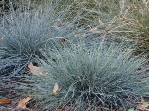Kostrzewa sina 'Azurit' sadzonka P9 trawa ozdobna niebieska od 14.07.2025
