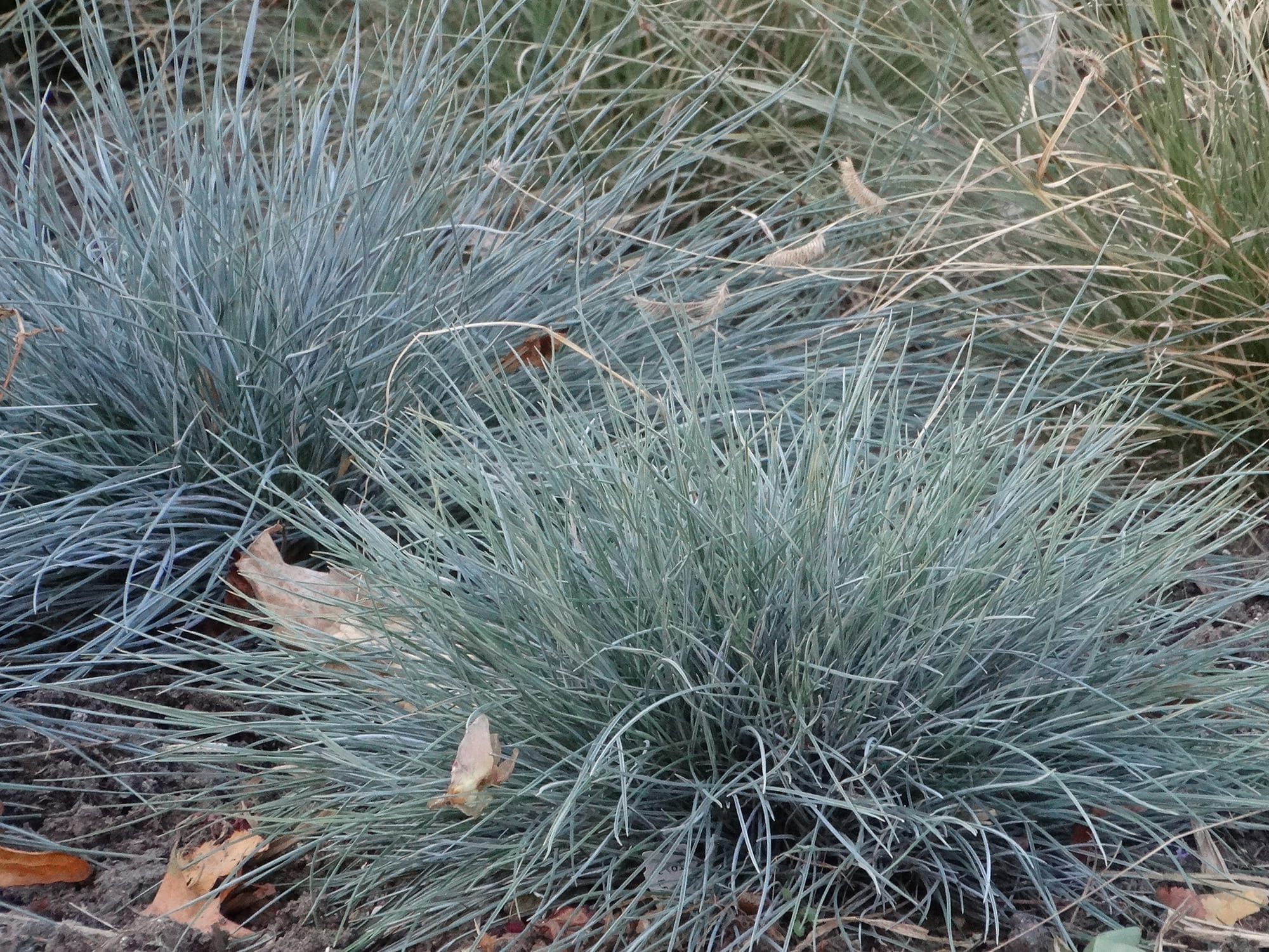 Kostrzewa sina 'Azurit’ sadzonka P9 trawa ozdobna niebieska od 14.07.2025