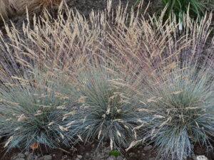 Kostrzewa sina Elijah Blue P9 trawa ozdobna niebieska