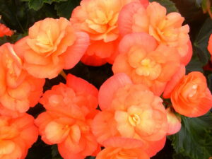 Begonia zimowa Solenia Apricot sadzonka P11 pomarańczowa