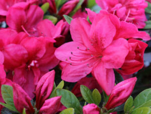 Azalia japońska Moederkenstag różowa sadzonka C2