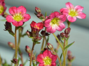 Skalnica Pixie Rose różowa P9 sadzonka