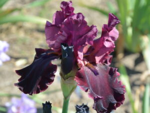 Irys bródkowy Company Red bordowe kwiaty kłącze nr 89