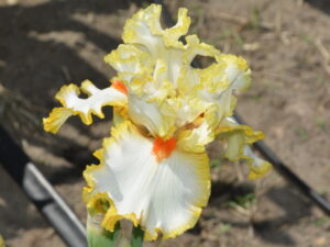 Irys bródkowy 'Linda's Child' kłącze biały z żółtym nr 28