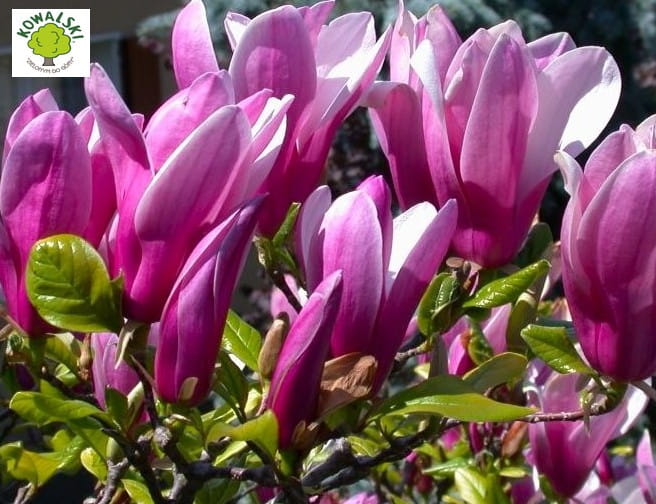 Magnolia Susan P9 powtarza kwitnienie różowe kwiaty