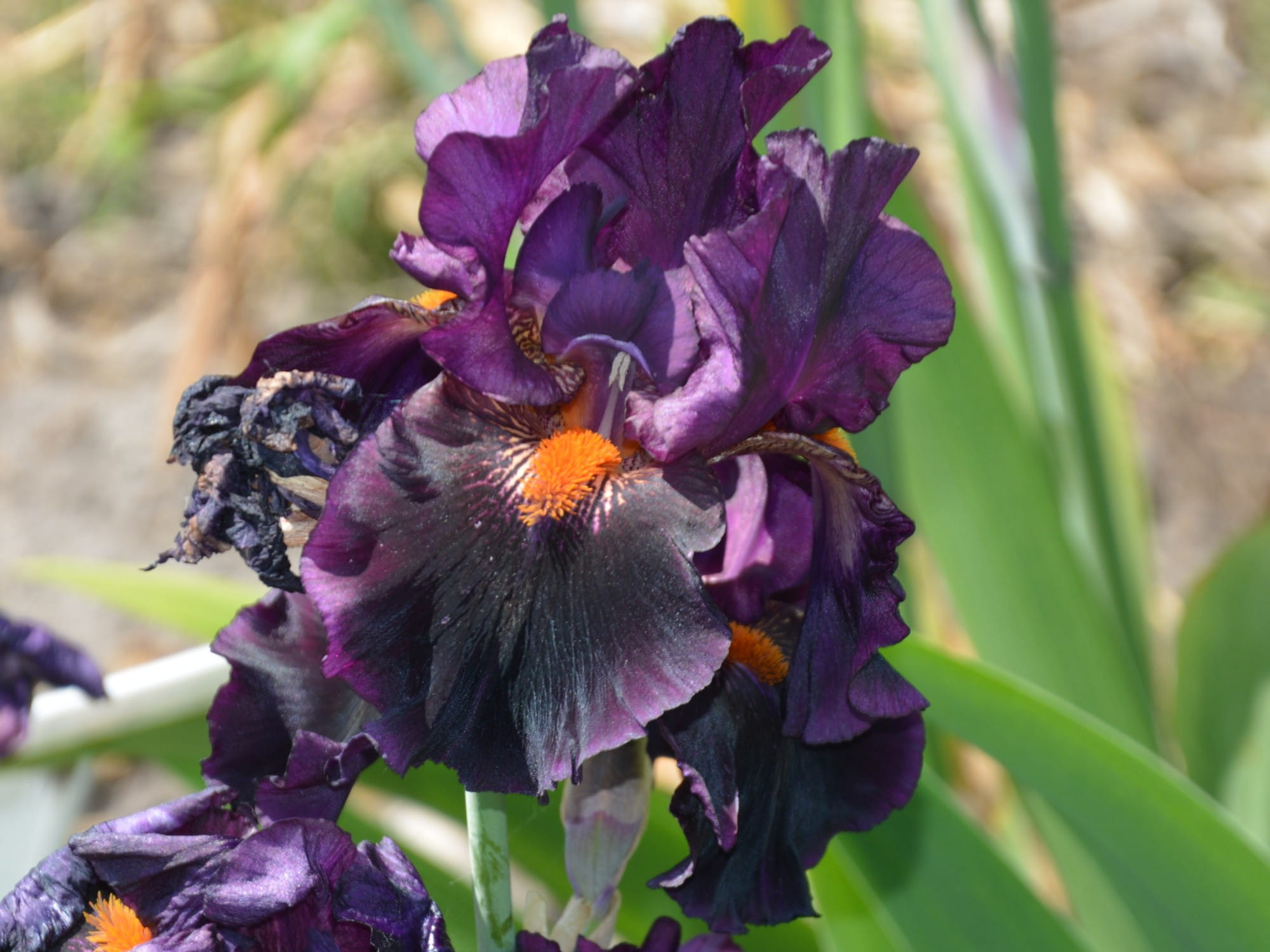 Fioletowe kwiaty kosaciec