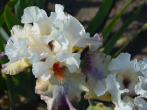 Kolorowe kwiaty irys kosaciec