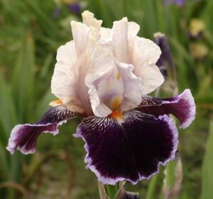 Irys bródkowy Laison