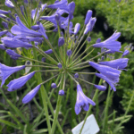 Agapant ' Liliput' (1)