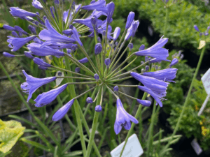 Agapant ' Liliput' (1)