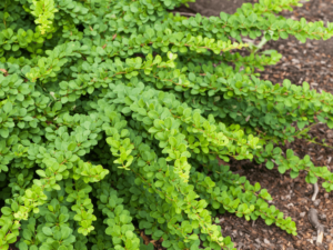 Berberys zielony