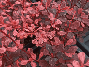 Berberys Thunberga Rose Glow sadzonka P9 purpurowy