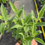 Budleja ' Butterfly Candy Little White' (1)