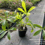 Ciemiernik ' Double Ellen Green'