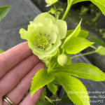 Ciemiernik ' Double Ellen Green'