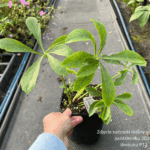 Ciemiernik 'Double Ellen Picotee'