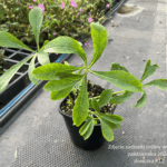 Ciemiernik 'Double Ellen Picotee'