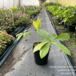 Ciemiernik ' Double Ellen Pink Spotted'
