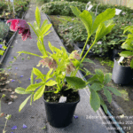 Ciemiernik ' Double Ellen Purple'